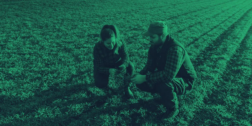 Dos técnicos agachados revisando plantas de un cultivo de invierno